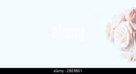 Zart Pastell-Hintergrund mit blühenden Rosen. Stockfoto