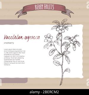 Cranberry aka Vaccinium oxycoccos Zweig Skizze auf Karton Hintergrund. Berry Fruits Serie. Stock Vektor