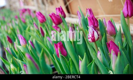 Tulpen wachsen im Gewächshaus Stockfoto