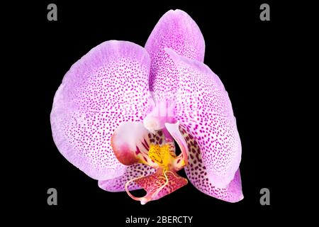 Extreme Nahaufnahme der rosafarbenen Phalaenopsis oder Moth-Orchidee aus isoliert auf Schwarz Stockfoto