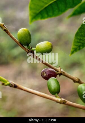 Coffea Kirschen, Cafetal La Isabelica, UNESCO-Weltkulturerbe, La Gran Piedra, Provinz Santiago de Cuba, Kuba Stockfoto