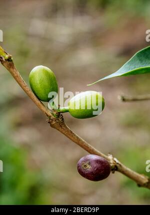 Coffea Kirschen, Cafetal La Isabelica, UNESCO-Weltkulturerbe, La Gran Piedra, Provinz Santiago de Cuba, Kuba Stockfoto