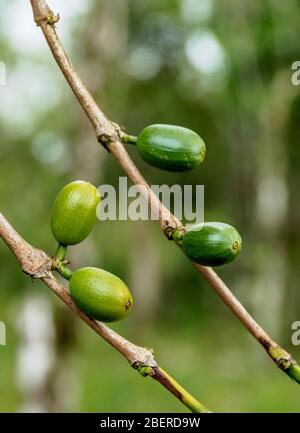 Coffea Kirschen, Cafetal La Isabelica, UNESCO-Weltkulturerbe, La Gran Piedra, Provinz Santiago de Cuba, Kuba Stockfoto