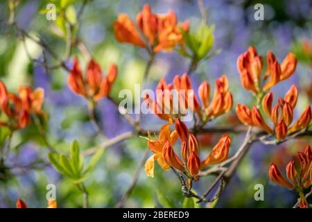 Atemberaubende japanische Azaleen im Knospen in Eastcote House Gardens, mit blauen Glocken und blauen Vergiss-mich-nicht im Hintergrund. Eastcote Middlesex, Großbritannien Stockfoto