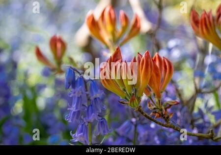 Atemberaubende japanische Azaleen im Knospen in Eastcote House Gardens, mit blauen Glocken und blauen Vergiss-mich-nicht im Hintergrund. Eastcote Middlesex, Großbritannien Stockfoto