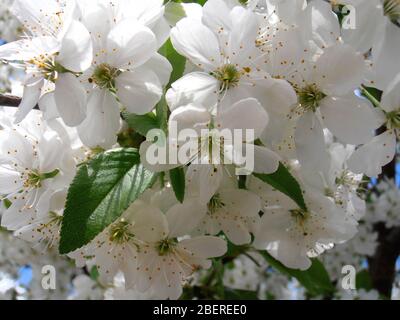 Weiße Kirschblüte mit grünen Blättern auf blauem Himmel Hintergrund Kirschblüte Zweig auf blauem Himmel Hintergrund, Kirschblüte mit weichen Blütenblättern, Makro-Foto Stockfoto