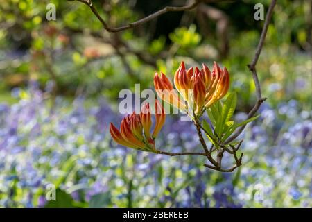 Atemberaubende japanische Azaleen im Knospen in Eastcote House Gardens, mit blauen Glocken und blauen Vergiss-mich-nicht im Hintergrund. Eastcote Middlesex, Großbritannien Stockfoto