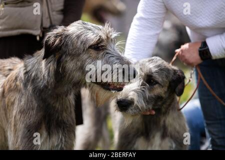 Irish Wolfshunde im Freien auf Hundeausstellung im Sommer, Windhund-Meisterschaft Stockfoto