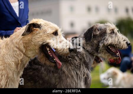 Irish Wolfshunde im Freien auf Hundeausstellung im Sommer, Windhund-Meisterschaft Stockfoto