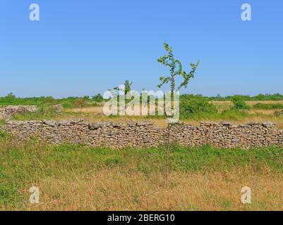 Trockenbau im Herzen von Dalmatien, Kroatien Stockfoto