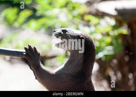 Nahaufnahme eines sanften Otterspiels, Wingham Wild Life Park, Kent Stockfoto