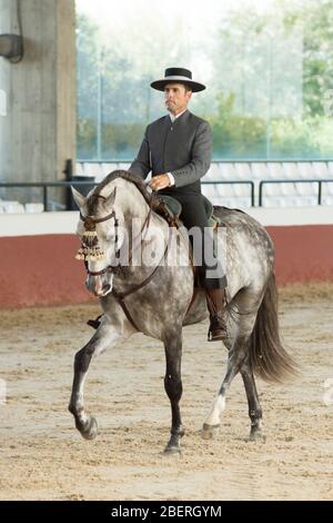 Spanisches Pferd in einem traditionellen Wettbewerb in Yeguada la Cartuja Jahr 2015. Campeonato de España de Monta Española Stockfoto