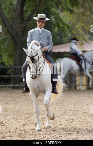 Spanisches Pferd in einem traditionellen Wettbewerb in Yeguada la Cartuja Jahr 2015. Campeonato de España de Monta Española Stockfoto