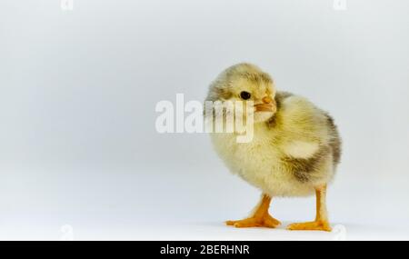 Nahaufnahme von gelben und braunen Landrasse (Barnyard Mix) Tag-alten Küken (Huhn) mit gefiederten Beinen auf einem off-weißen Hintergrund Stockfoto