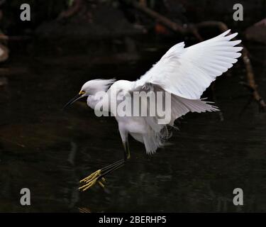 Schneereiher Vogel Nahaufnahme Profil Blick Landung auf dem Wasser und zeigt ausgebreitete weiße Flügel, Kopf, Schnabel, Auge, flauschiges Gefieder, gelbe Füße in seiner env Stockfoto