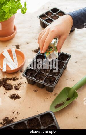 Gartenarbeit, Pflanzen zu Hause. Mann Aussaat Samen Keimung box Stockfoto