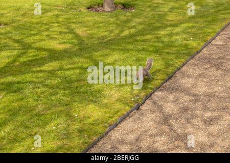 London, England - 3. APRIL 2019: Eichhörnchen im Regent's Park in London, England, Großbritannien Stockfoto
