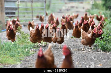 Ein Geflügelzüchter, der Gummistiefel trägt, die in einer Menge von Futterhennen auf einer Geflügelfarm in Oxfordshire laufen. Stockfoto