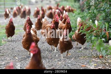 Ein Geflügelzüchter, der Gummistiefel trägt, die in einer Menge von Futterhennen auf einer Geflügelfarm in Oxfordshire laufen. Stockfoto