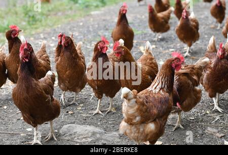 Ein Geflügelzüchter, der Gummistiefel trägt, die in einer Menge von Futterhennen auf einer Geflügelfarm in Oxfordshire laufen. Stockfoto