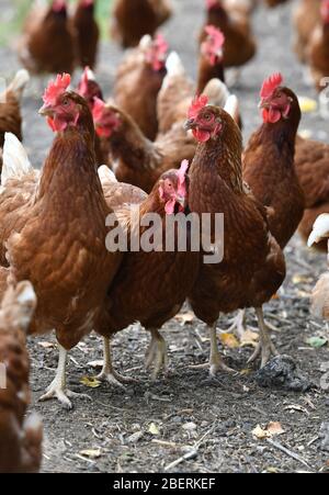 Ein Geflügelzüchter, der Gummistiefel trägt, die in einer Menge von Futterhennen auf einer Geflügelfarm in Oxfordshire laufen. Stockfoto