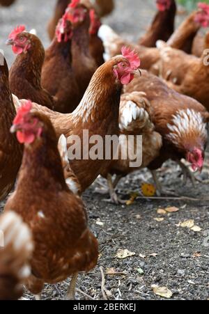 Ein Geflügelzüchter, der Gummistiefel trägt, die in einer Menge von Futterhennen auf einer Geflügelfarm in Oxfordshire laufen. Stockfoto