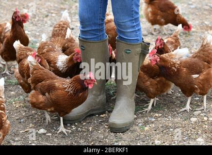 Ein Geflügelzüchter, der Gummistiefel trägt, die in einer Menge von Futterhennen auf einer Geflügelfarm in Oxfordshire laufen. Stockfoto