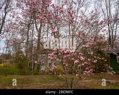 Blühende rosafarbene Magnolien blühen im Frühling auf dem Baum Stockfoto