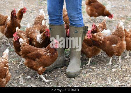 Ein Geflügelzüchter, der Gummistiefel trägt, die in einer Menge von Futterhennen auf einer Geflügelfarm in Oxfordshire laufen. Stockfoto