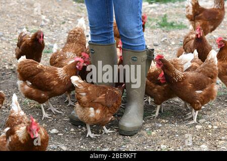 Ein Geflügelzüchter, der Gummistiefel trägt, die in einer Menge von Futterhennen auf einer Geflügelfarm in Oxfordshire laufen. Stockfoto