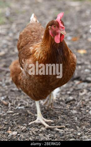 Ein Geflügelzüchter, der Gummistiefel trägt, die in einer Menge von Futterhennen auf einer Geflügelfarm in Oxfordshire laufen. Stockfoto