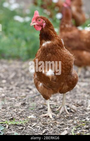 Ein Geflügelzüchter, der Gummistiefel trägt, die in einer Menge von Futterhennen auf einer Geflügelfarm in Oxfordshire laufen. Stockfoto