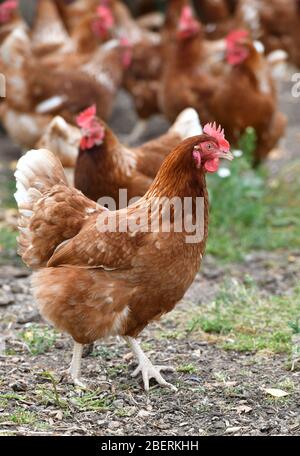 Ein Geflügelzüchter, der Gummistiefel trägt, die in einer Menge von Futterhennen auf einer Geflügelfarm in Oxfordshire laufen. Stockfoto