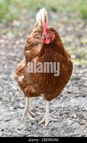 Ein Geflügelzüchter, der Gummistiefel trägt, die in einer Menge von Futterhennen auf einer Geflügelfarm in Oxfordshire laufen. Stockfoto