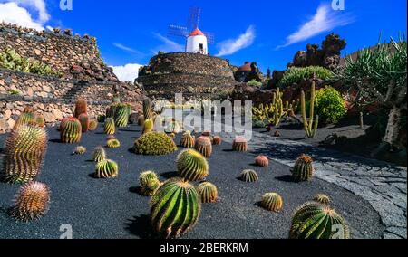 Berühmter Kaktusgarten auf Lanzarote, Kanarische Insel, Spanien. Stockfoto