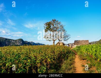 Tabakplantage im Vinales Valley, UNESCO-Weltkulturerbe, Provinz Pinar del Rio, Kuba Stockfoto