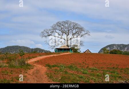 Tabakbauer, der nach Hause geht, Viñales, Kuba Stockfoto