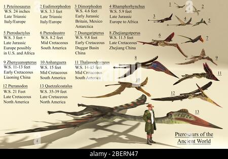 Größenreferenz von verschiedenen Flugsaurier aus der ganzen Welt. Stockfoto