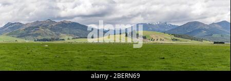 Landschaft mit Myriaden von Vieh in grüner Landschaft, aufgenommen in hellem Frühlingslicht in der Nähe von Five Rivers, Southland, South Island, Neuseeland Stockfoto