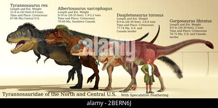 Größenreferenz von verschiedenen Tyrannosauriden aus Nord- und Zentralamerika Stockfoto