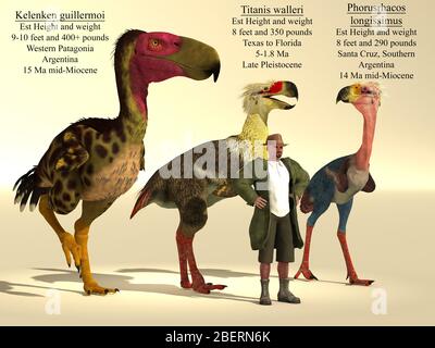 Größenvergleich von drei der größten Terrorvögel. Stockfoto