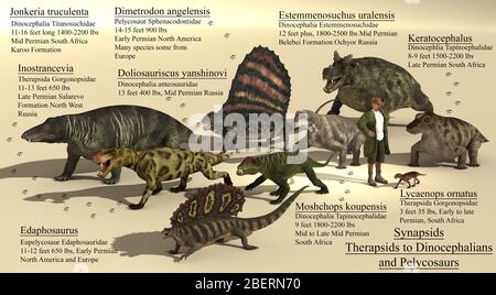 Größenreferenz von verschiedenen Synapsiden aus der Permian geologischen Periode. Stockfoto