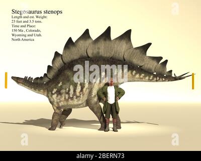 Größenreferenz eines 23 Fuß langen Stegosaurus Stenops Dinosaurier. Stockfoto