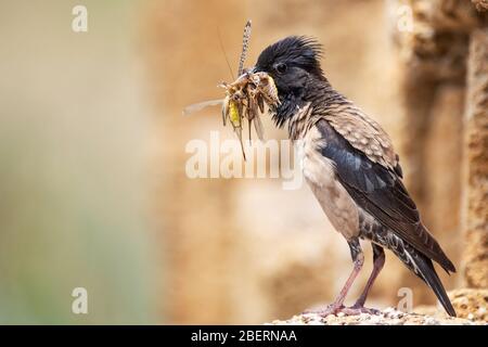 Der rosige Starling Sturnus roseus sitzt auf einem Stein mit einem Haufen Heuschrecken im Schnabel. Stockfoto