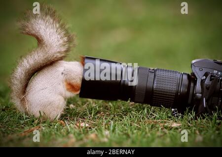 Ein Eichhörnchen sciurus vulgaris steht auf dem Boden und schaut in die Kameralinse. Stockfoto