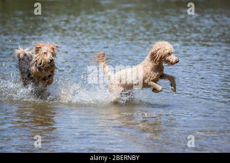 Junge Terrier und ein Pudel, der in den Fluss läuft.zwei glückliche Hunde laufen an einem sonnigen Tag im kalten Wasser eines kleinen Flusses, Leitha, Österreich Stockfoto