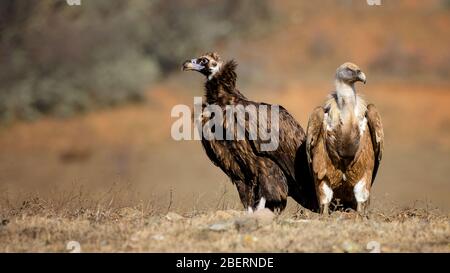 gänsegeier-Gyps fulvus und Geier-Aegypius monachus. Stockfoto