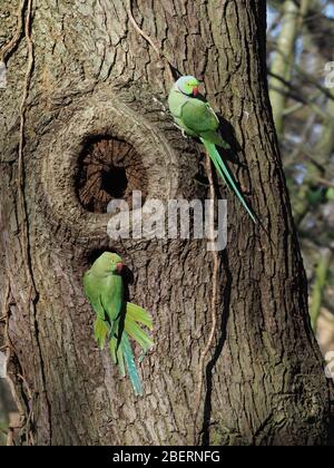 Sittiche mit Ringhalsring Stockfoto