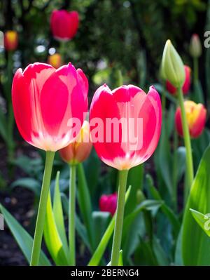 Tulpen wachsen in einem Gemeinschaftsgarten in Kensington und Chelsea, London UK Stockfoto