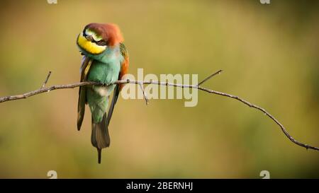 Europäischer Bienenfresser Merops apiaster, auf einem Stock auf einem schönen Hintergrund sitzend. Stockfoto